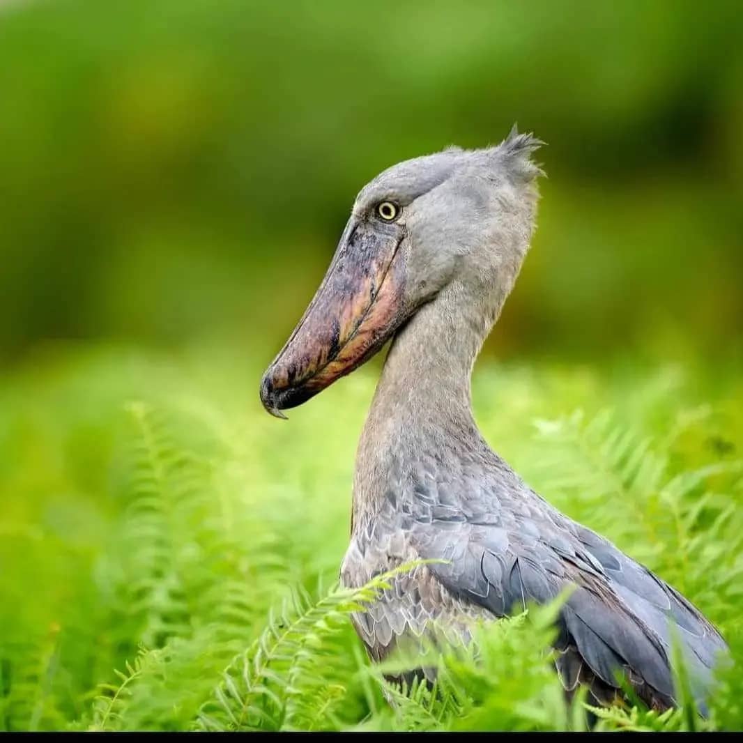 Shoebill